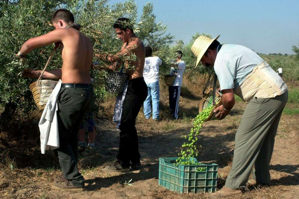 El programa de Fomento del Empleo Agrario (FFEA) contará en 2022 con 185,5 millones que aportará el Gobierno central, 62,6 millones de la Junta y 20,8 millones las diputaciones./ EFE