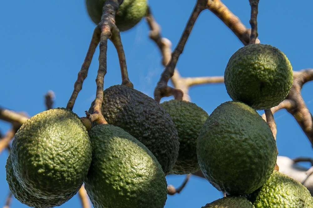 Un aguacatero de la variedad Hass.