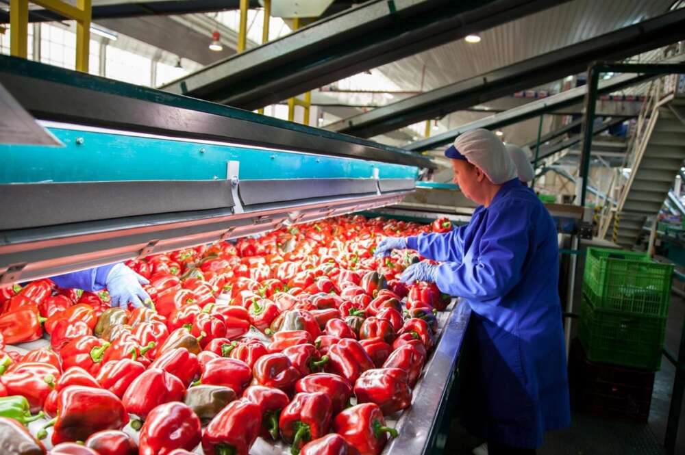 Pimientos cosechados por la Cooperativa Vicasol en Almería, Andalucía.