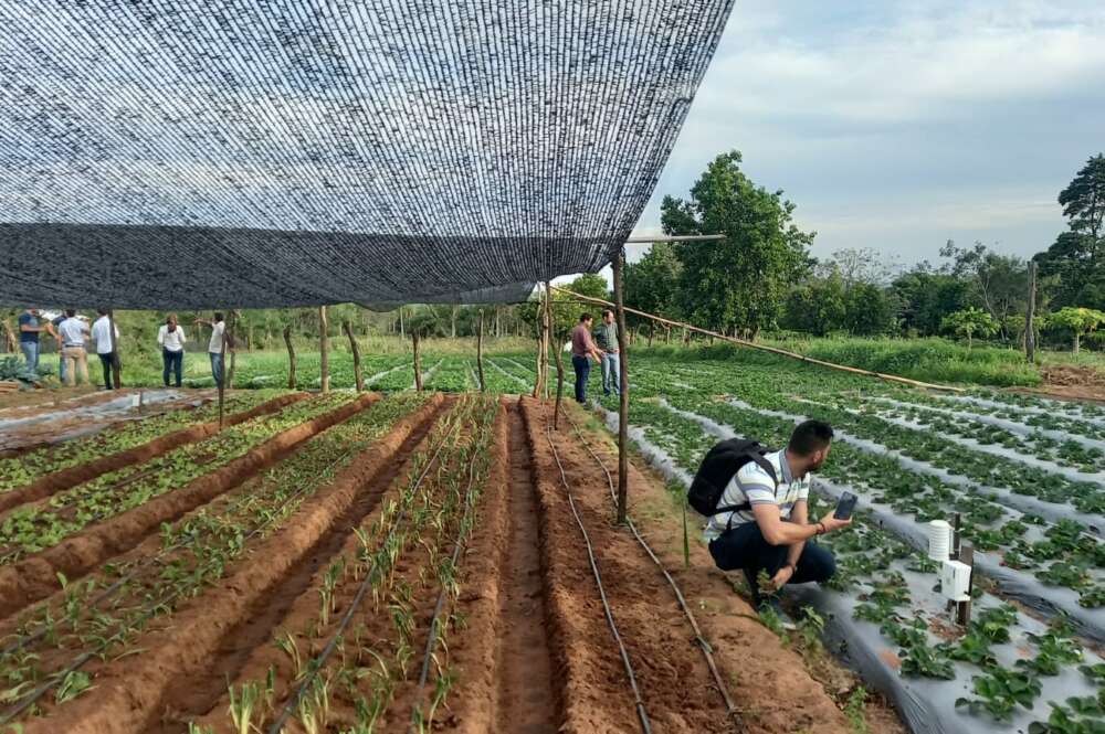 Nodos inteligentes implementados en el campo. Foto: Universidad Loyola