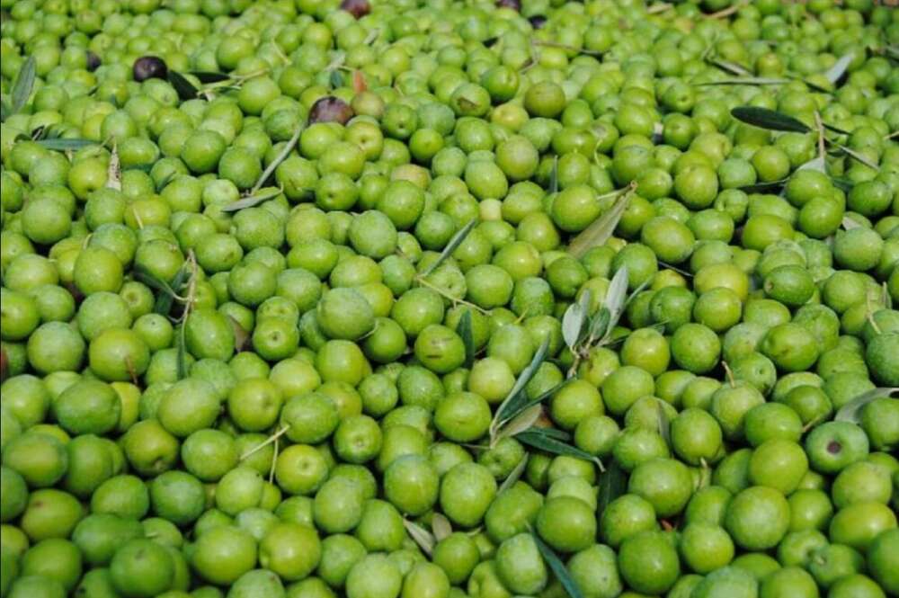 Aceituna de mesa. Foto: Asaja