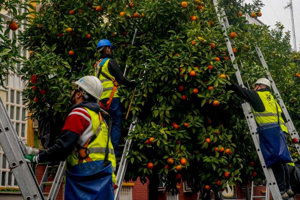 Operarios en una calle de Sevilla recogiendo naranjas amargas.