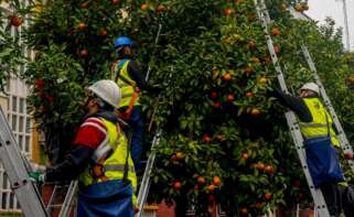 Operarios en una calle de Sevilla recogiendo naranjas amargas.