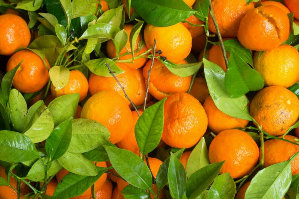 Mandarinas procedentes de Córdoba.