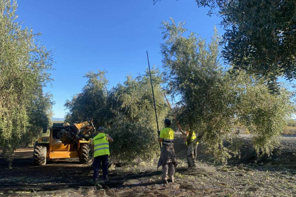 Obreros recogen la oliva en Antequera (Málaga).