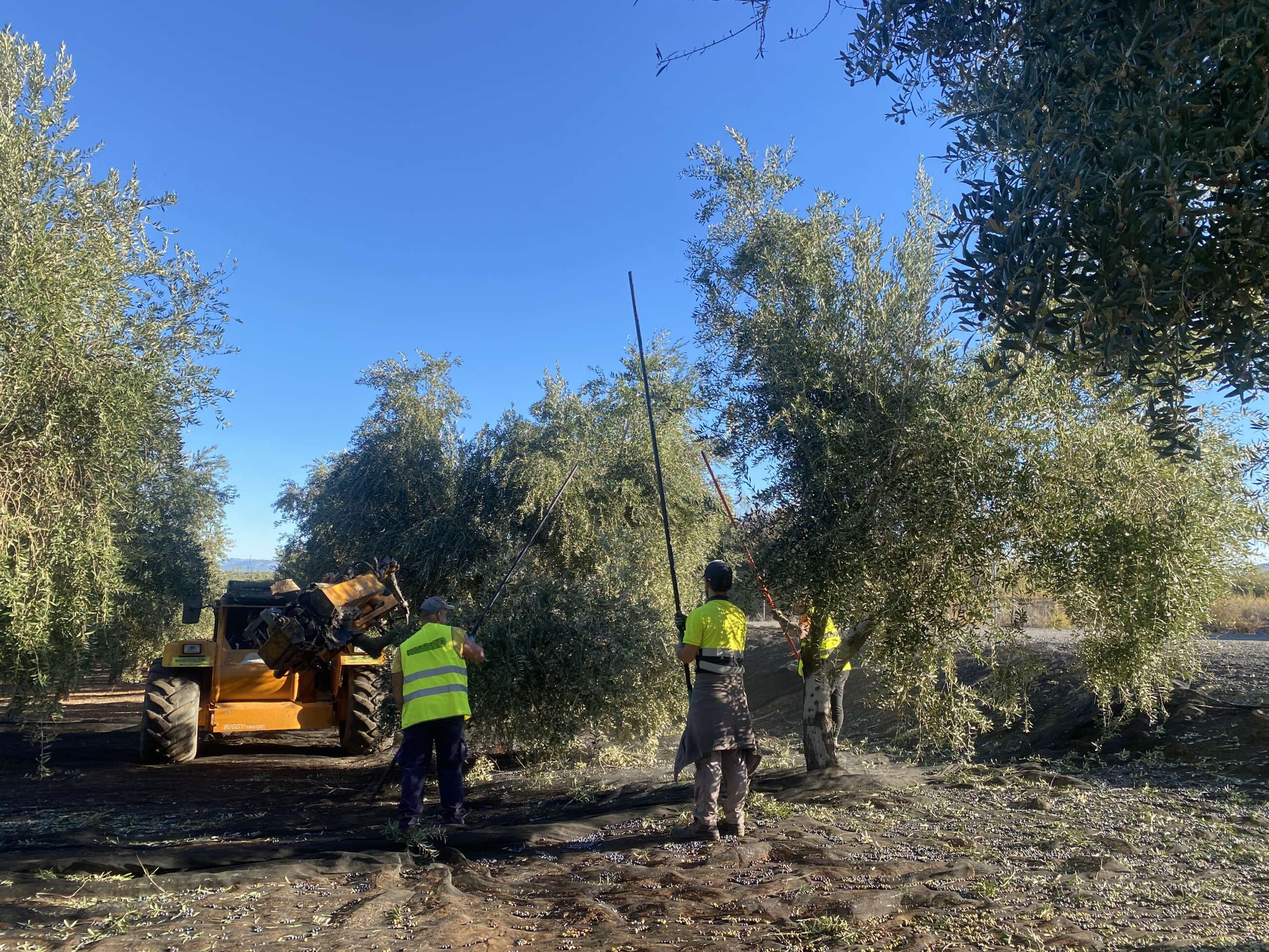 Obreros recogen la oliva en Antequera (Málaga).