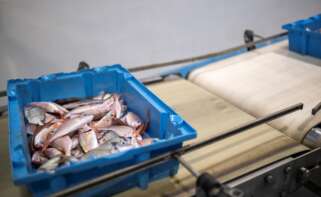 (Foto de ARCHIVO) Bandejas con pescado en el Puerto de Arenys, a 11 de diciembre de 2024, en Arenys de Mar, Barcelona, Catalunya (España). La Comisión Europea ha alcanzado un acuerdo sobre el reparto de las cuotas pesqueras en 2025 que incluye medidas para amortiguar el recorte al arrastre en el Mediterráneo frente la propuesta inicial que quería reducir en un 79% los días de pesca, hasta una media de 27 días. A pesar del nuevo acuerdo la Federació Nacional Catalana de Cofraires de Pescadors y de Girona ha insistido en que sigue siendo un “mal acuerdo” Lorena Sopêna / Europa Press 11 DICIEMBRE 2024; 11/12/2024