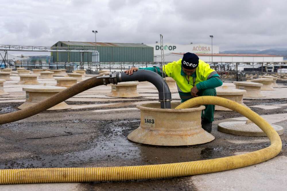 Un trabajador en las instalaciones de aceituna de mesa de Dcoop en Monturque (Córdoba).