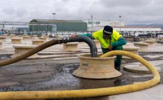 Un trabajador en las instalaciones de aceituna de mesa de Dcoop en Monturque (Córdoba).