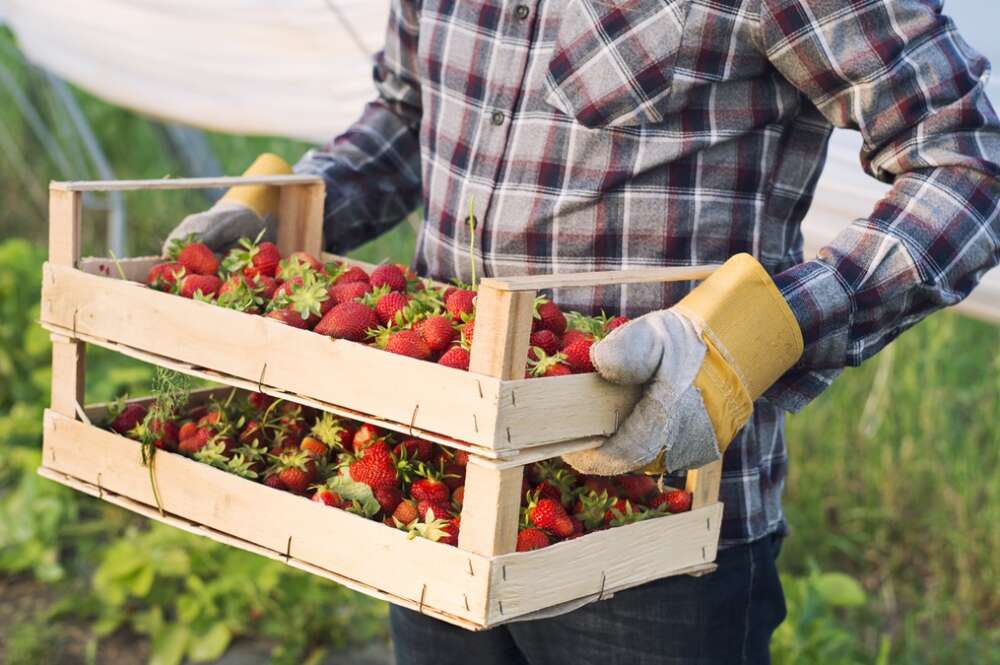 Un trabajador en la campaña de recogida de fresas