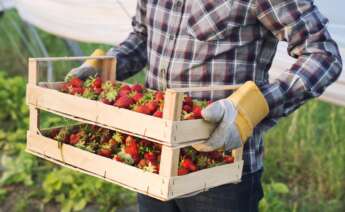 Un trabajador en la campaña de recogida de fresas