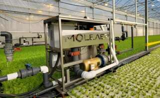 Generador de nanoburbujas de Moleaer en un cultivo.