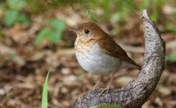 El zorzalito rojizo (Catharus fuscescens) / Wikipedia