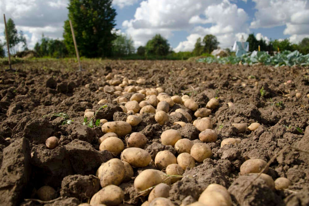 Plantación de patatas en A Limia / Xunta