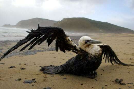 Impacto del vertido del pertrolero Prestige sobre la fauna / Reuters