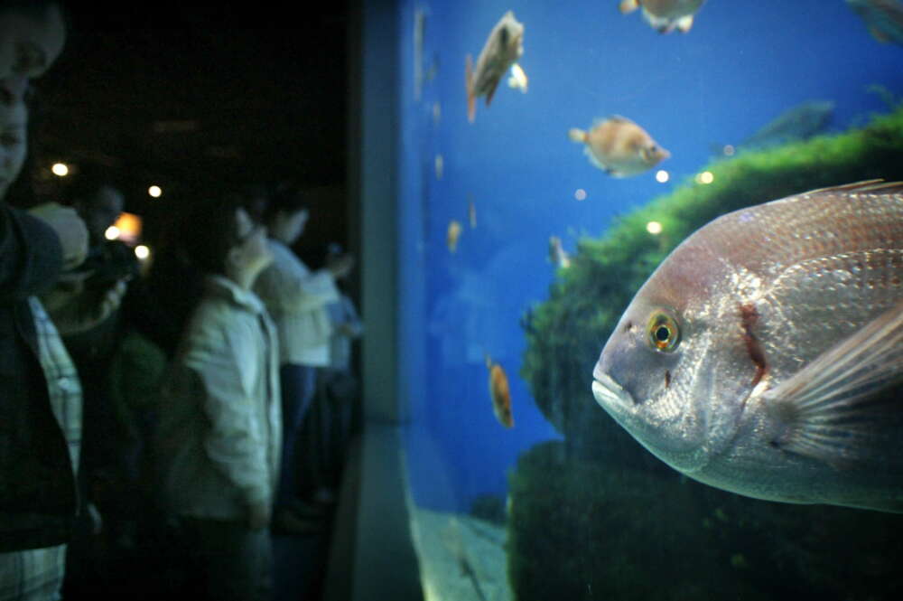 Aquarium Finisterrae