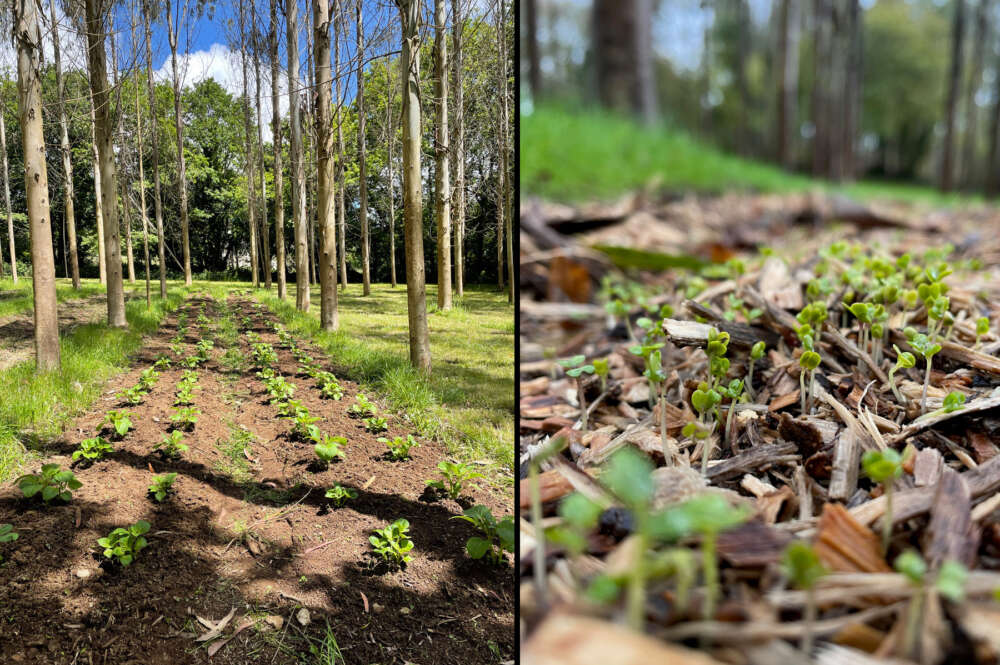 Suelo regenerado en una plantación intensiva de eucalipto en A Laracha / Cátedra Hijos de Rivera-UDC