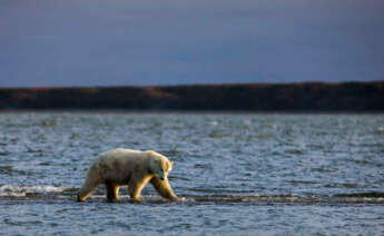 Un oso polar camina por una isla barrera tras alimentarse con los restos de ballenas de Groenlandia en la localidad de Kajtovik, en el estado de Alaska (Estados Unidos)