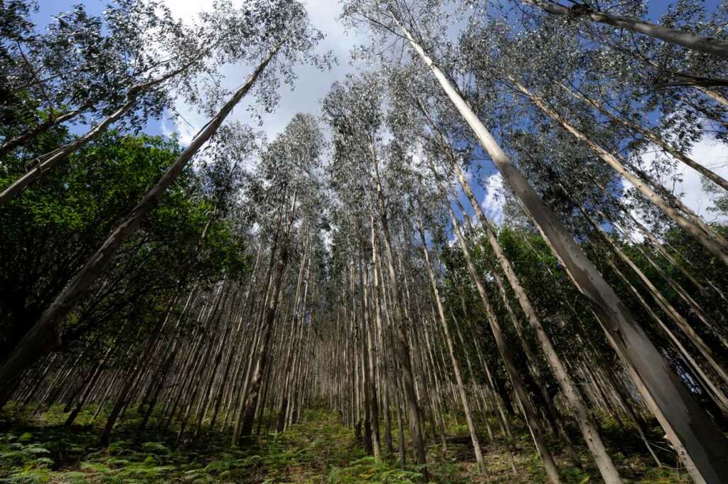 sumideros de carbono