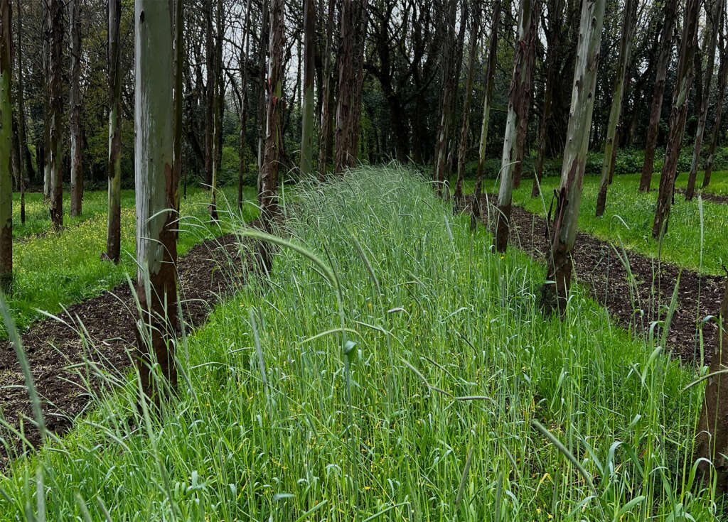 Plantación de cereal bajo eucaliptos