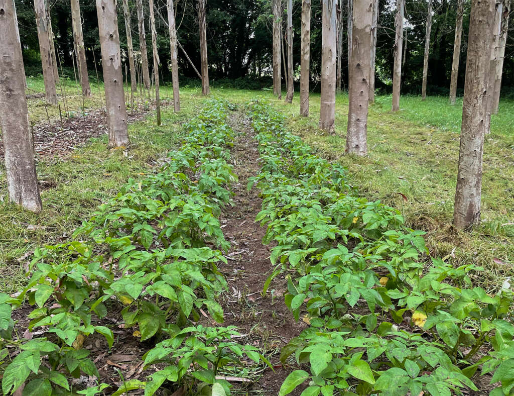 Cultivo de patatas bajo los eucaliptos