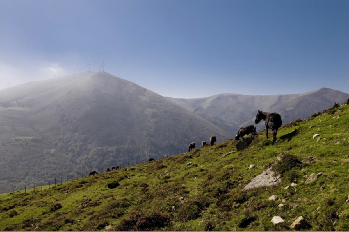 Caballos en la Serra do Xistral / Turismo de Galicia