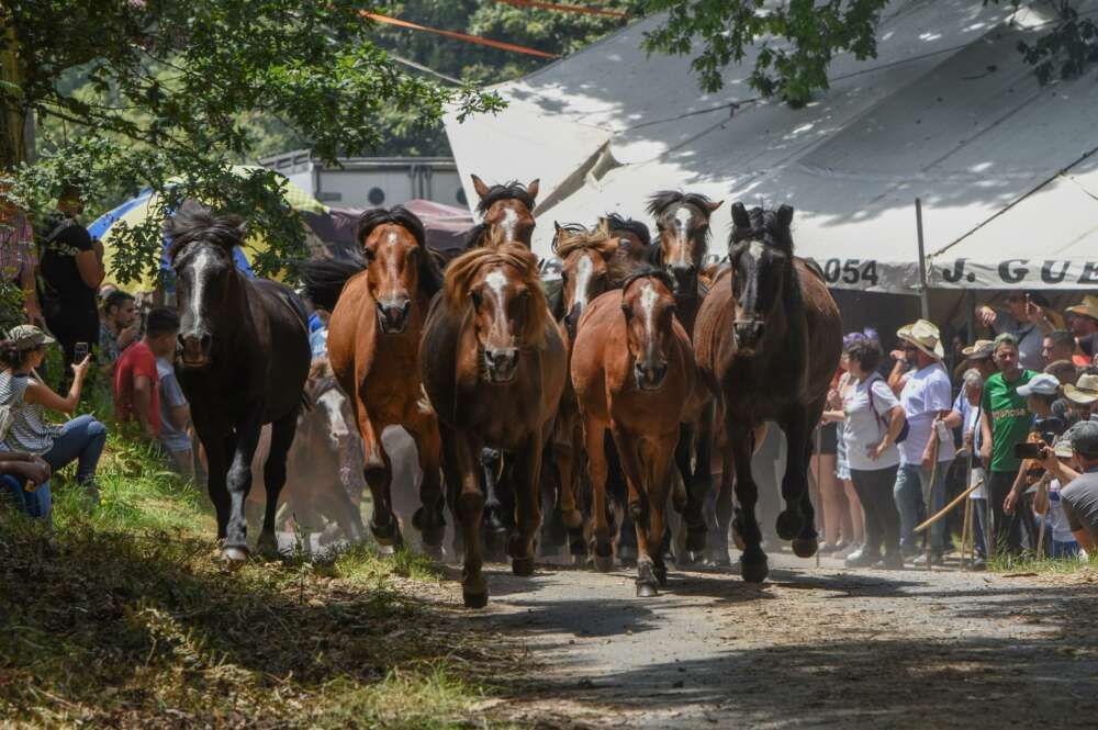 Festa da Rapa das Bestas, en Sabucedo