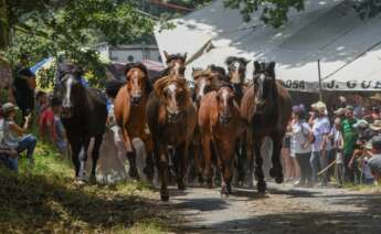 Festa da Rapa das Bestas, en Sabucedo