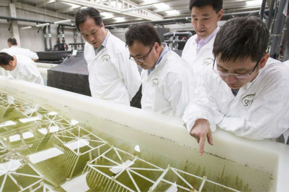 Visita de empresarios chinos a la planta de Galician Marine Aquaculture en Muros