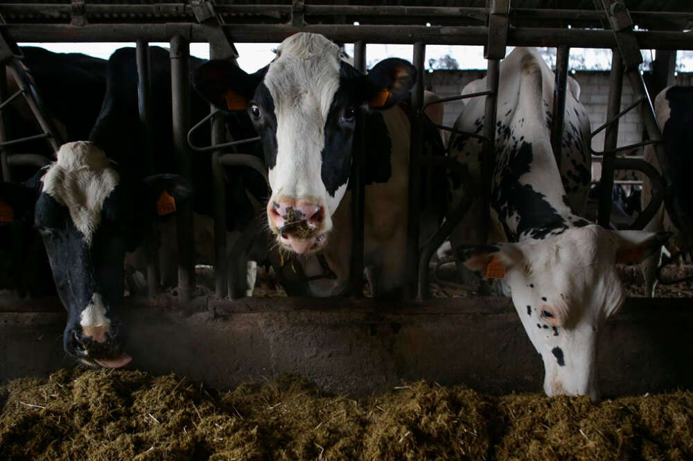 Varias vacas en una ganadería de lácteo en la parroquia de Piñeiro