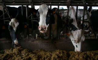 Varias vacas en una ganadería de lácteo en la parroquia de Piñeiro