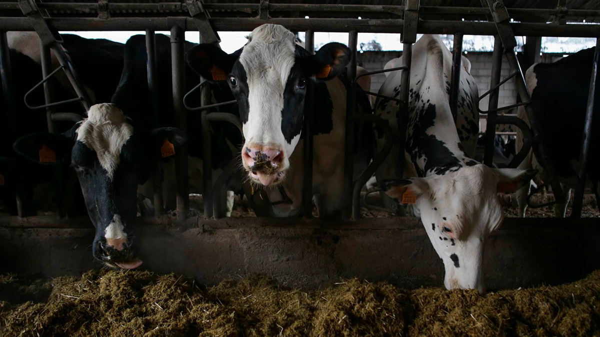 Varias vacas en una ganadería de lácteo en la parroquia de Piñeiro