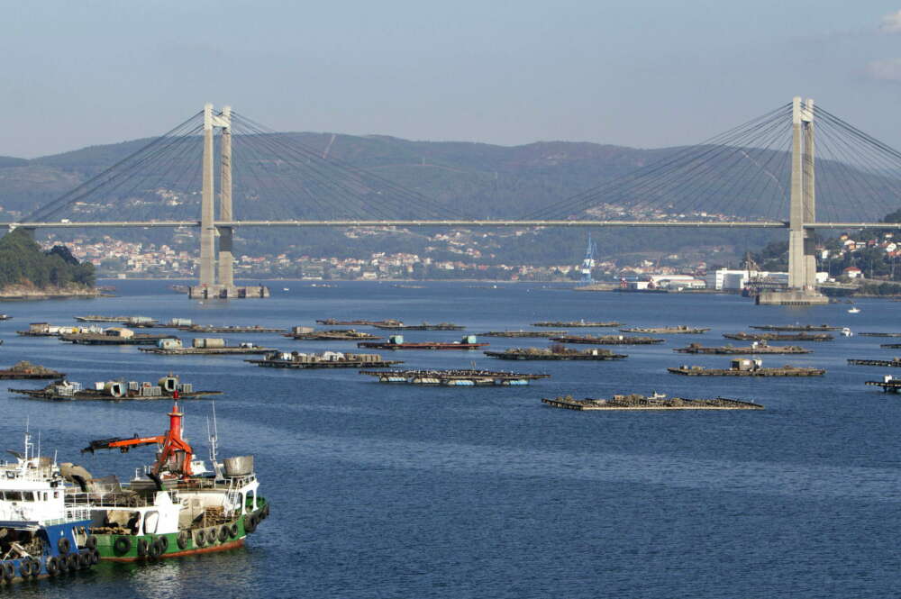 Vista del Puente de Rande y las bateas en la ría de Vigo. EFE/Salvador Sas