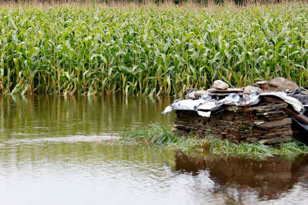 Un campo de maíz anegado por el desbordamiento del río Anllo, a 9 de octubre de 2024, en O Balado, Lugo