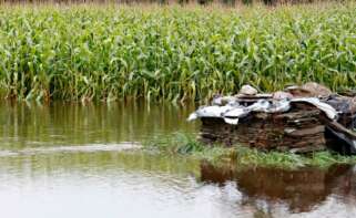 Un campo de maíz anegado por el desbordamiento del río Anllo, a 9 de octubre de 2024, en O Balado, Lugo