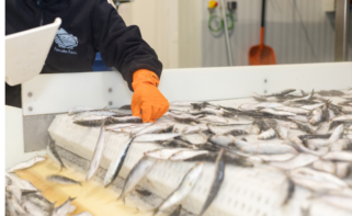 Quiebra la empresa lucense Pescados Rubén, con sede en Foz y 80 trabajadores