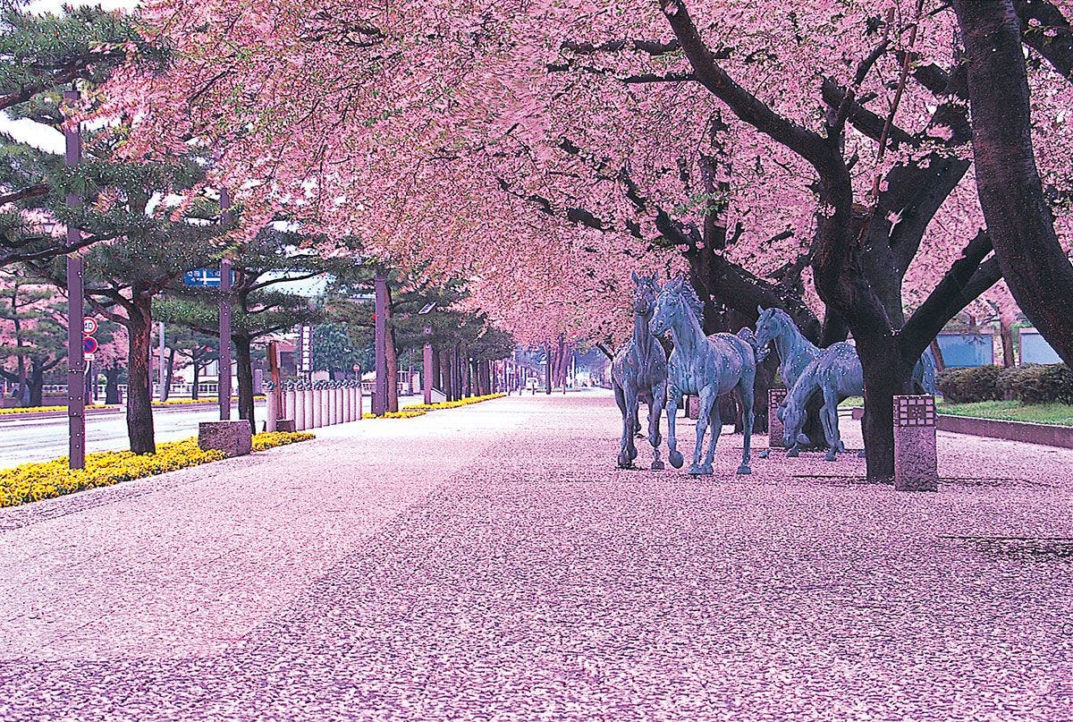 En la primavera Japón se tiñe de rosa - Tendencias Hoy