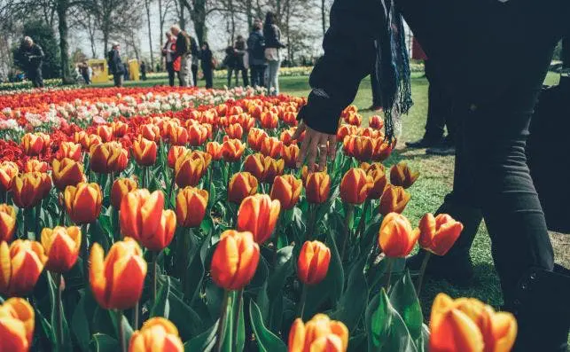 El color de los tulipanes invade los Países Bajos - Tendencias Hoy