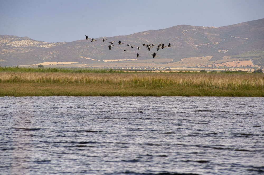 El Parque Nacional de las Tablas de Daimiel recibe agua del trasvase Tajo-Segura. EFE/Jesús Monroy