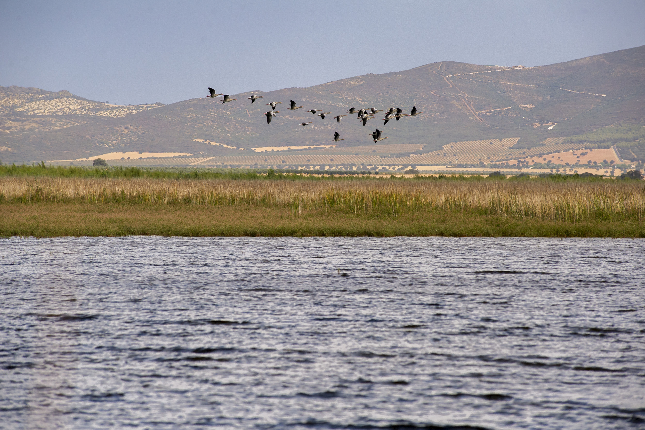 El Parque Nacional de las Tablas de Daimiel recibe agua del trasvase Tajo-Segura. EFE/Jesús Monroy