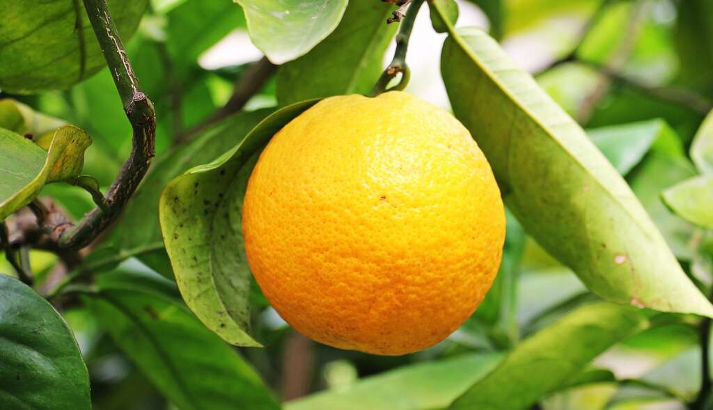 Una naranja. Foto: Pixabay.