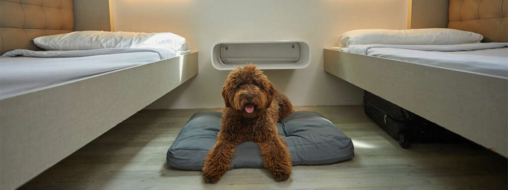 Camarotes Pet friendly de Balearia. Imagen: Balearia. 