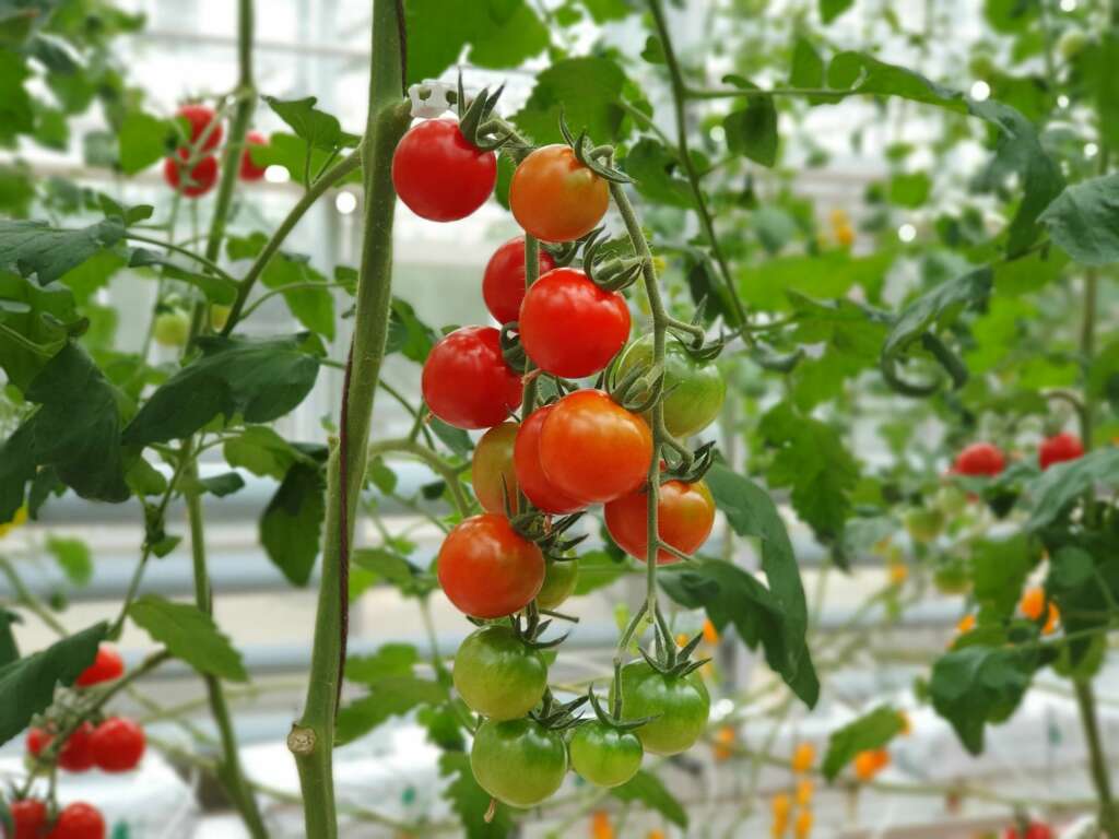 Un cultivo de tomates. Foto: Freepik.