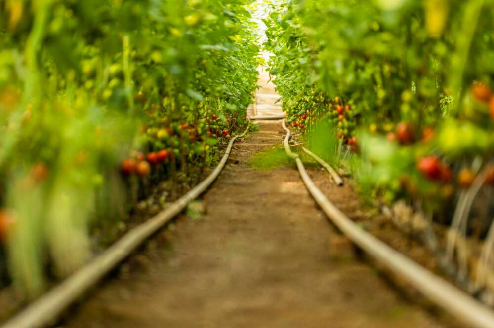 Un cultivo de tomates. Foto: Freepik.