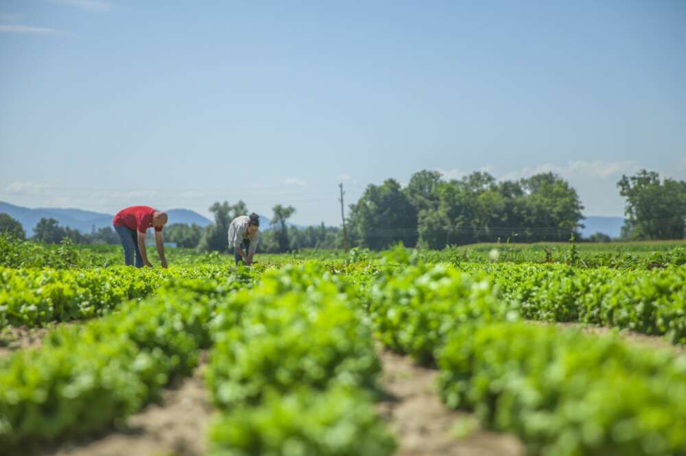 Unos agricultores trabajan la tierra. Foto: Freepik.