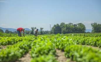 Unos agricultores trabajan la tierra. Foto: Freepik.