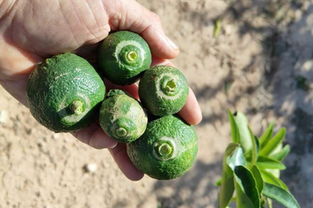 Cítricos con plagas. Foto: La Unió