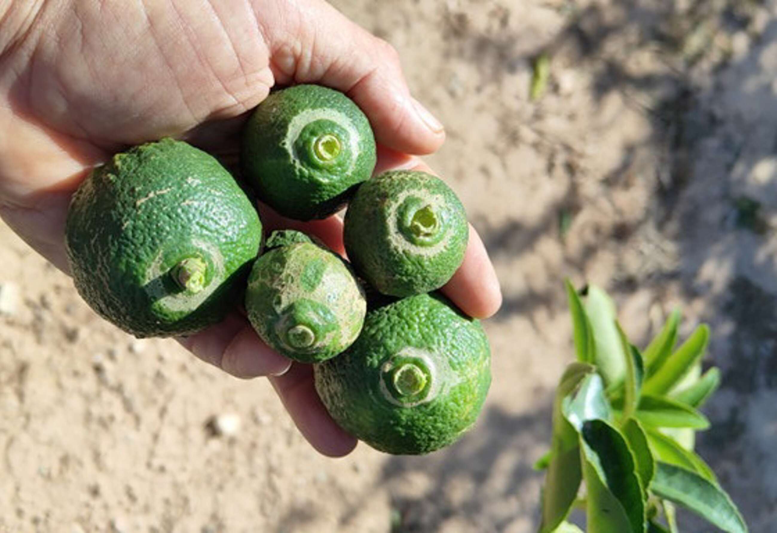 Cítricos con plagas. Foto: La Unió