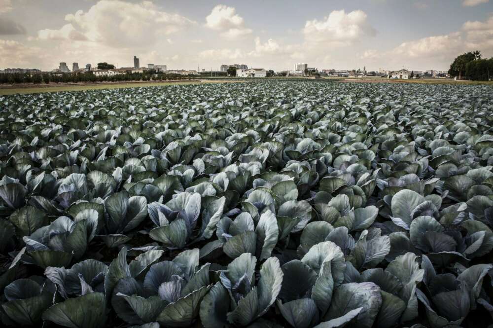 Productos fresco en un paisaje de la Huerta de Valencia