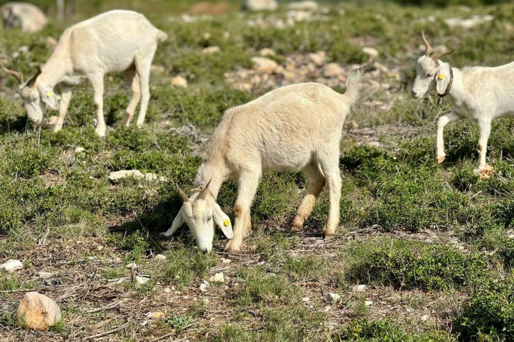 Les cabres son una solució per a previndre els incendis forestals